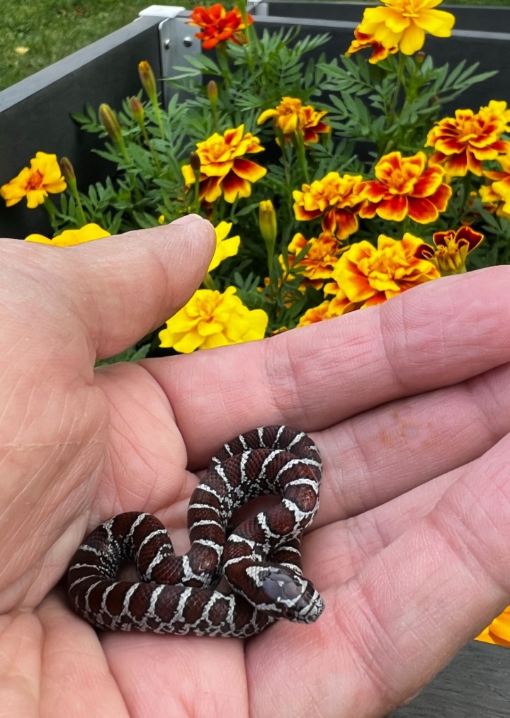 Eastern Milk Snake